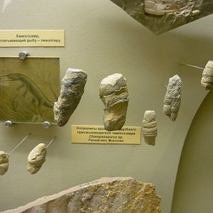 Champsosaurus sp. coprolites