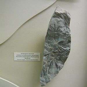 Annulina neuburgiana