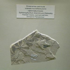 Sphenophyllum biarmicum