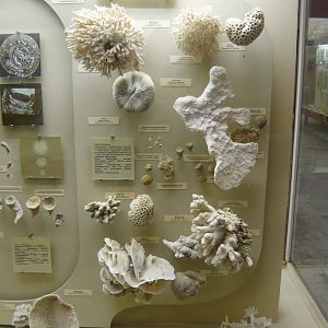 Fossil and modern corals