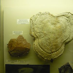 Pycnosteus palaeformis branchial plate and Obruchevia heckeri dorsal shield