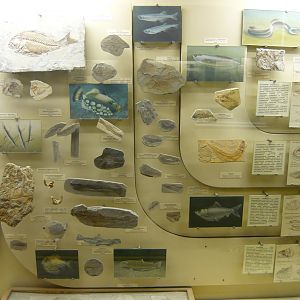 Teleost fishes showcase