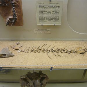 Karpinskiosaurus secundus skeleton