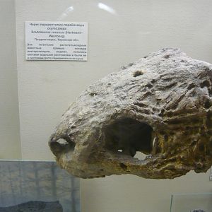 Deltavjatia rossicus skull
