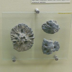 Pareiasaur osteoderms