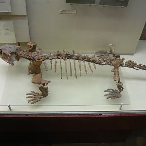 Ennatosaurus tecton skeleton