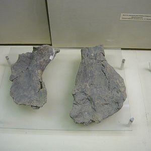 Dicynodont bones