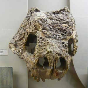 Proelginia permiana skull