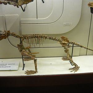 Biarmosuchus tener skeleton