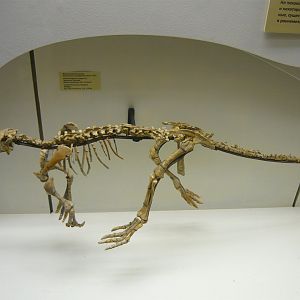 Psittacosaurus mongoliensis skeleton