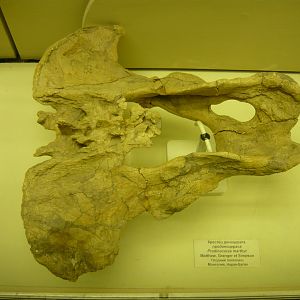 Prodinoceras martyr pelvis and sacrum
