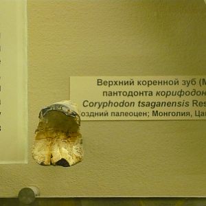 Coryphodon tsaganensis molar tooth (M2)