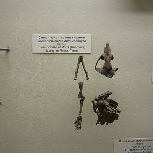 Didymoconus rostrata skeleton (cast)