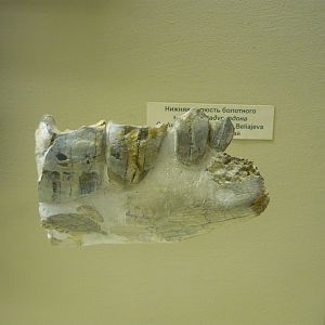 Cadurcodon zaisanensis jaw bone with teeth