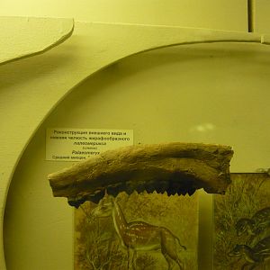 Palaeomeryx jaw bone with teeth