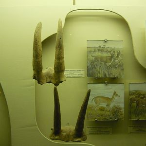 Paratragocerus caucasicus and Kubanotragus sokolovi horns