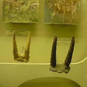 Gobicerus sp. and Hypsodonthus pliocenicus horns