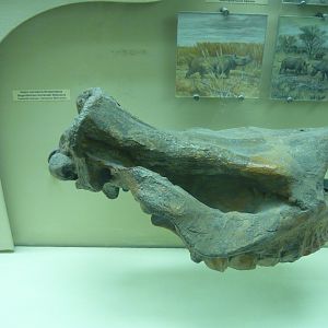 Begertherium borissiaki skull