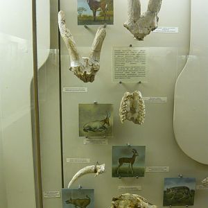 Kuruksai fauna (Late Pliocene, Tajikistan)