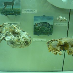 Kuruksai fauna carnivores (Late Pliocene, Tajikistan)