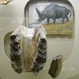 Elasmotherium caucasicum jaw bones and teeth