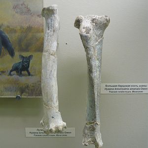 Pachycrocuta brevirostris sinensis limb bones