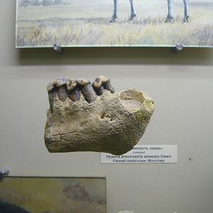 Pachycrocuta brevirostris sinensis jaw bone with teeth