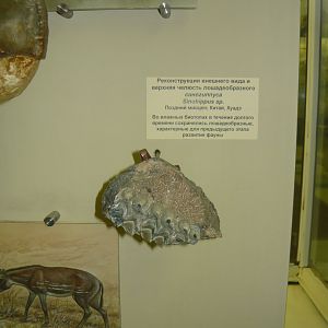 Sinohippus sp. upper jaw bone with teeth