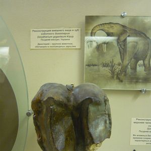 Deinotherium giganteum tooth