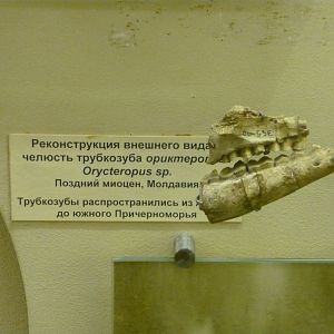 Late Miocene aardvark jaw bones with teeth