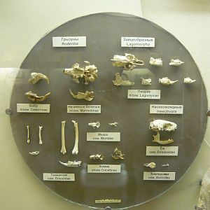 Small mammals of the Hipparion fauna