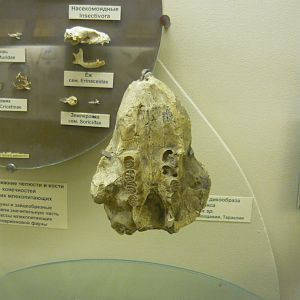 Miocene porcupine skull