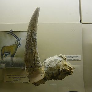 Protoryx tadzhikistanica skull fragment