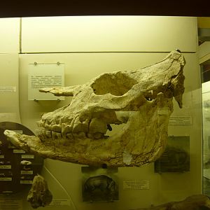 Chilotherium cf. habereri skull