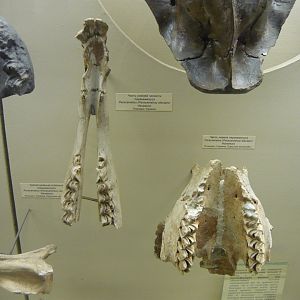 Paracamelus alexejevi bones