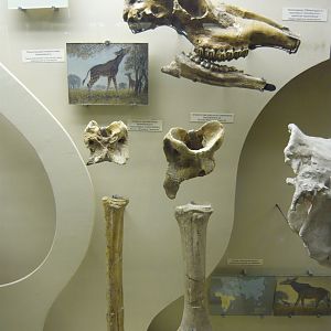 Fossil giraffids