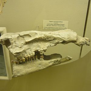 Listriodon splendens skull (cast)