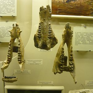 Fossil suids