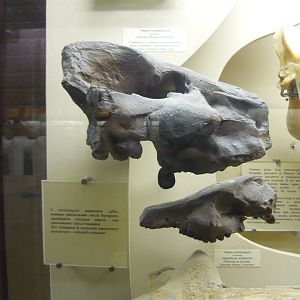 Sivachoerus and Hippochyus sivalensis skulls (casts)