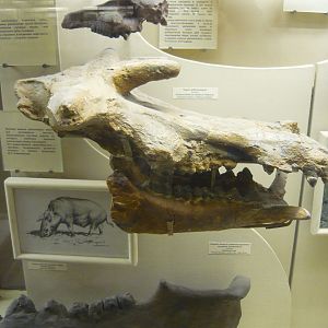Kubanochoerus robustus skull (cast)