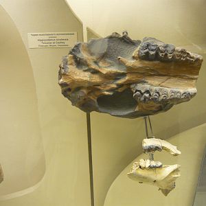 Hippopotamus sivalensis skull (cast)