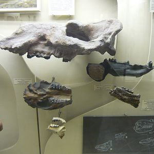 Fossil hippopotamids