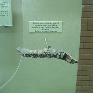 Parahyracodon kazachstanensis lower jaw fragment