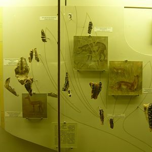 Tapiroid evolution showcase