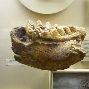 Anancus arvernensis lower jaw fragment