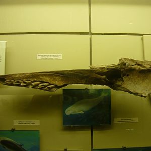 Pleistocene beluga whale skull fragment