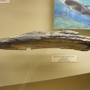 Fossil beaked whale skull fragment
