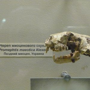 Promephitis maeotica skull