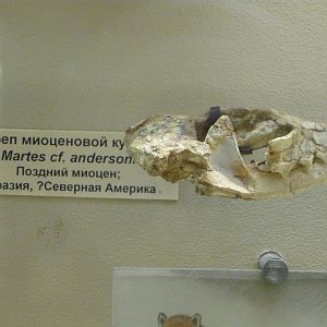 Martes cf. andersoni skull