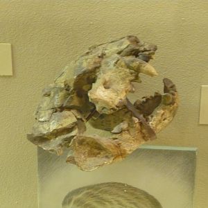 Parataxidea crassa skull